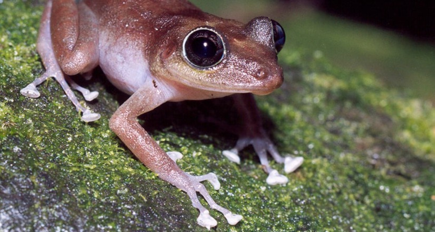 coqui frog